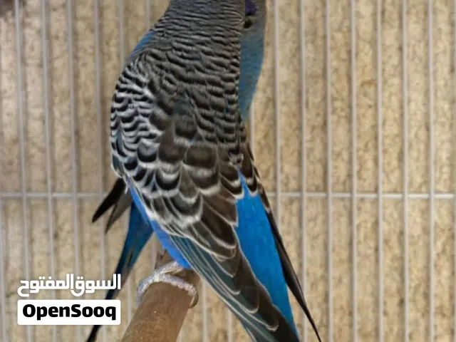 سلام عليكم بلاك فيس ودبل بلاك كبار ومخاليف