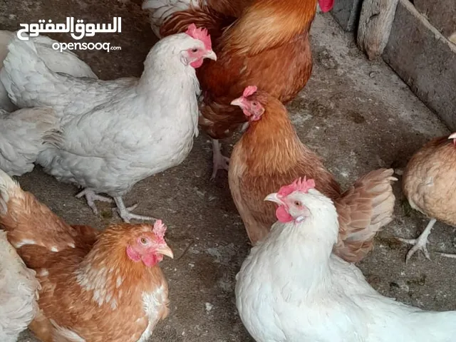 صيصان لوهمان وبناديق التفاصيل بالاعلان