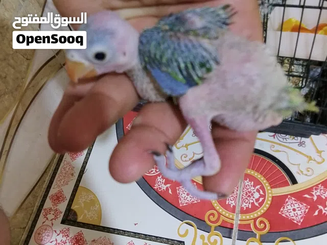 فرخ دره هندي متعلم على زق