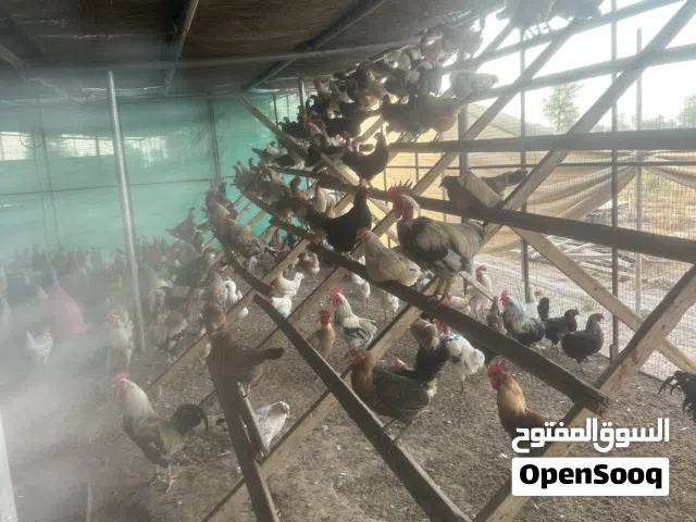 دجاج عماني فرنسي بياض