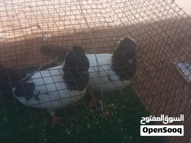 حمام بوزيان الدم الاصلي
