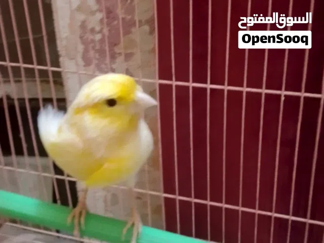 متاح نثيه كناري امايه جبيره مو مختلفه شيرازي ولون كلش حلو