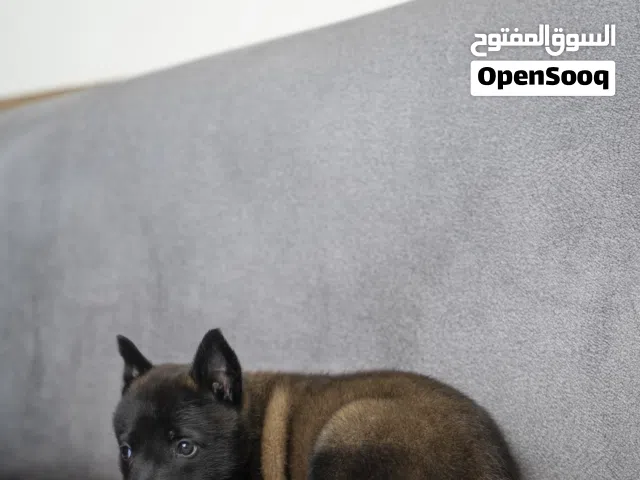 حصرا لاصحاب الفلل والمنشآت كلاب وجراء للحراسه..مميزه والوان جذابه..درايف عالي بلجم مالينو