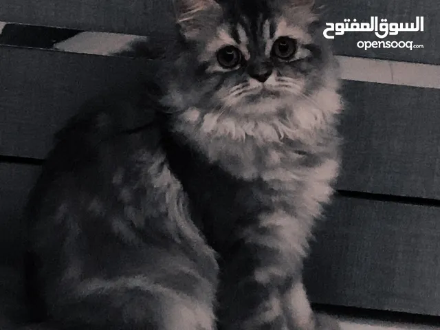 Female persian cat