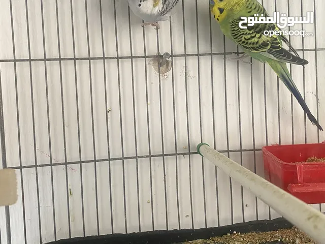 كوبية للبيع