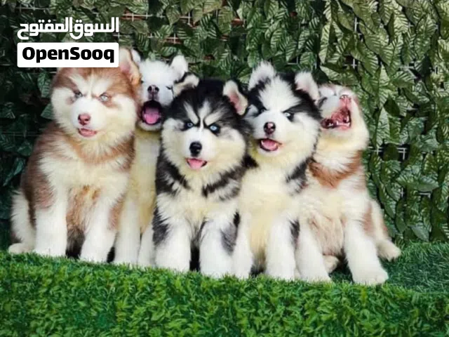 جراء كوكر اسبانيول و جولدن و هاسكي