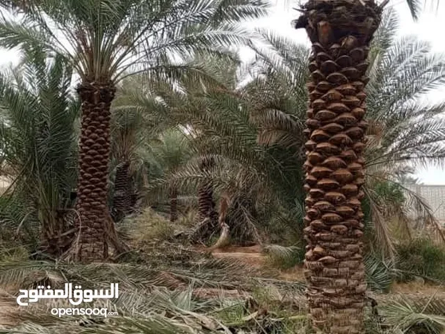 نخيل للبيع وشنطني هلالي فرواخ فسايل نقايل برحي شيشاني