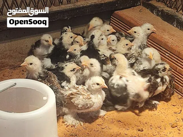 كتاكي للبيع ألعمر 10 ايام واكتر يوجد كميات كبيره