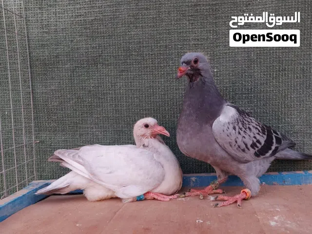 مطلوب مطلوب فرخات زواجل اسعار مناسبه