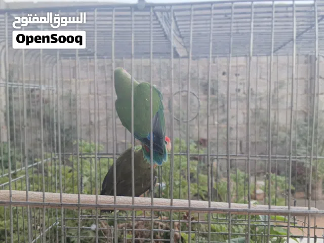عصافير للبيع