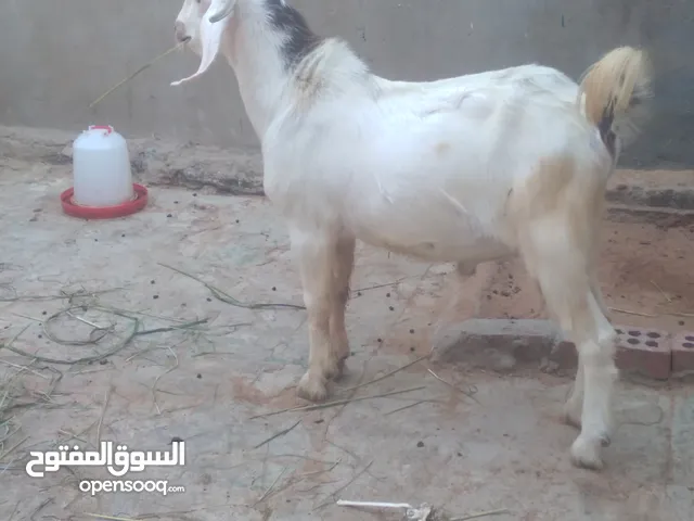 جدي للبيع