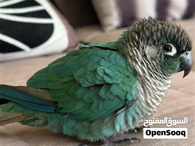 طائر كنيور تركواز للبيع