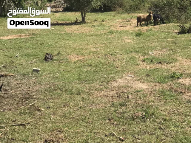 Mixed Use Land for Sale in Ismailia Fayed