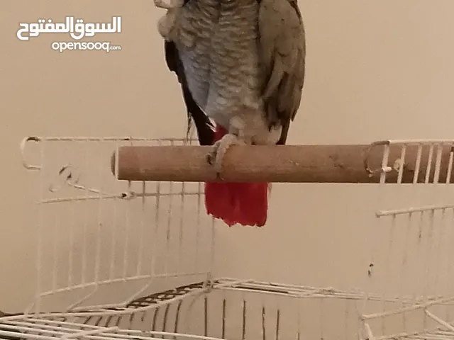 السلام عليكم ببغاء زنجباري