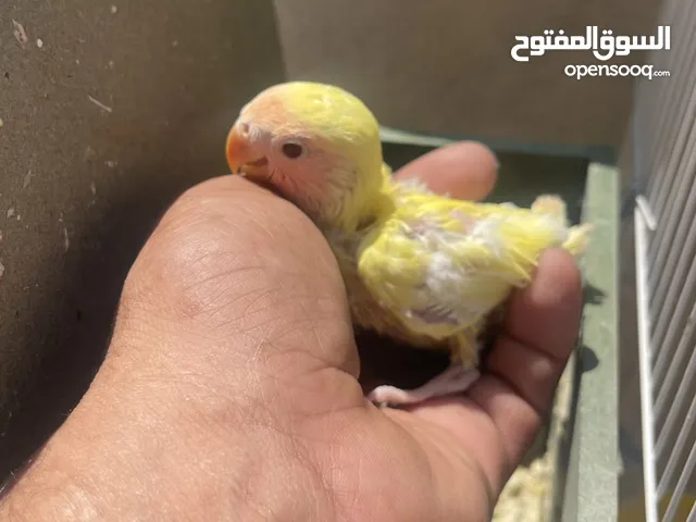 جوزين روز كل واحد تحتي ثلث فراخ