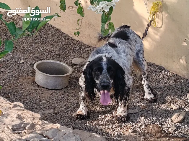 كلب شوبر الاسباني