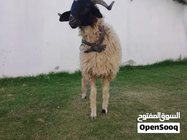 سلام عليكم خروف للبيع