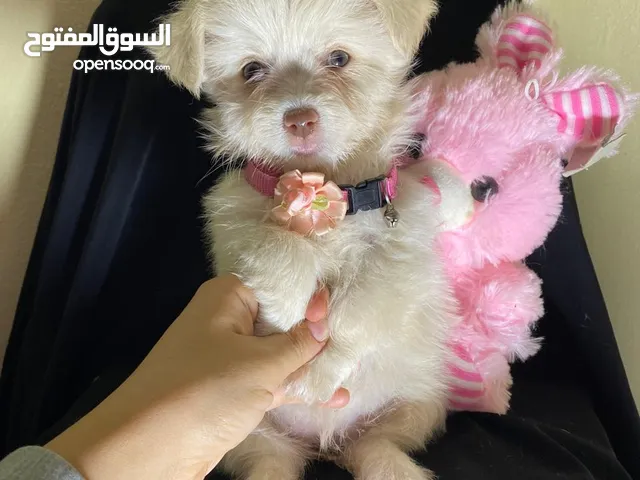 هفانيز مينى