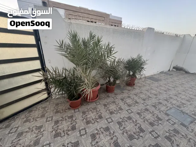 فسايل نخيل للبيع للزينة والحدائق palm tree for sale