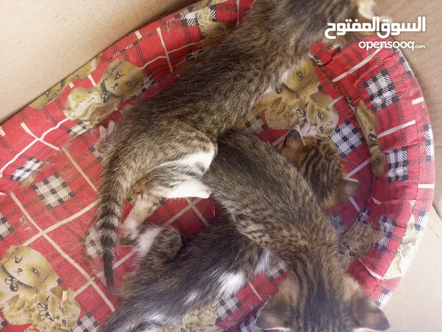 3 قطط صغار