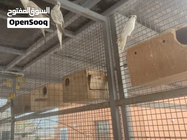 للبيع كوكتيل