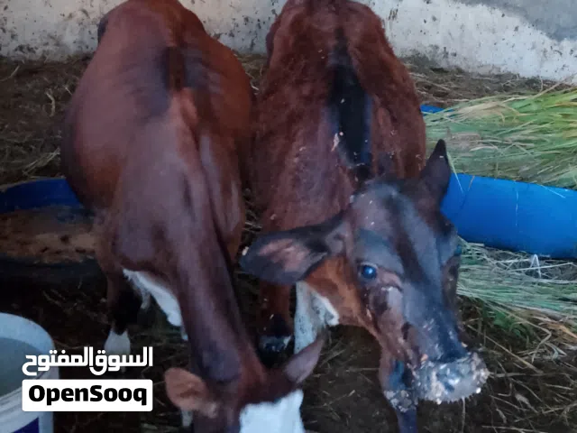 عجال ظفاريات تهحبن نمساوي