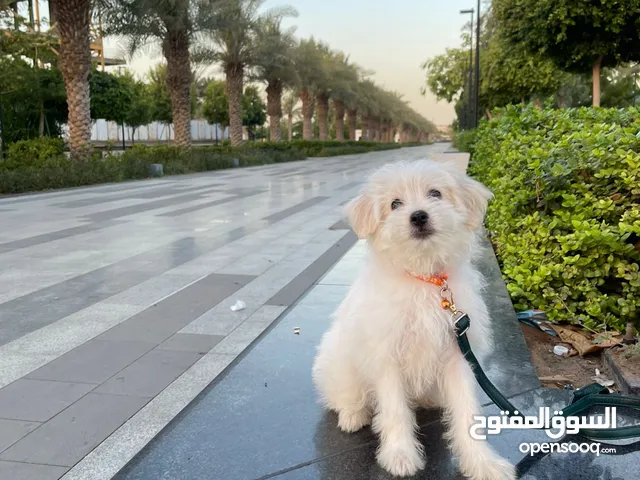 للبيع كلب انثي عمره شهرين