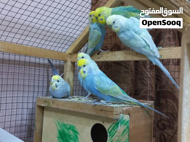 طيور حب بزارات