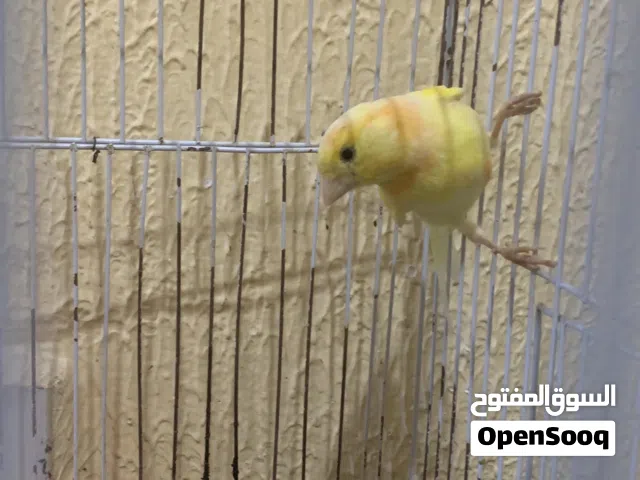 دكر كناري للبيع بالقفص