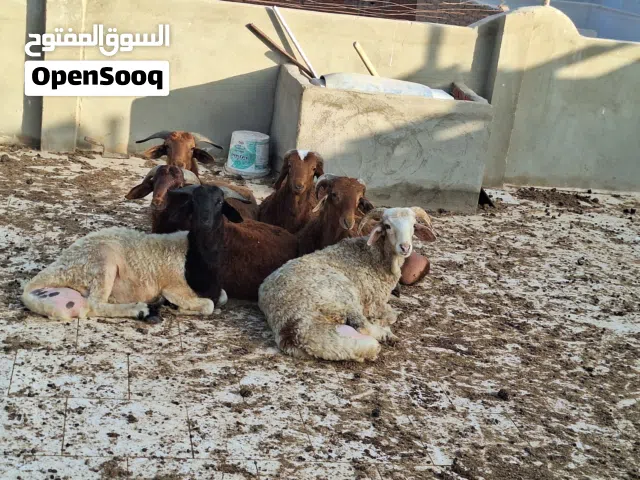 خرفان بلدي تربيه بيت نظيفه