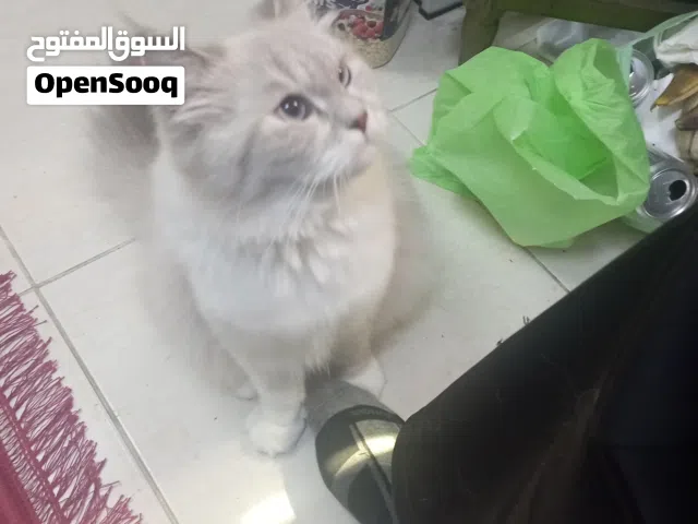 قط  شيرازي أليف جداا