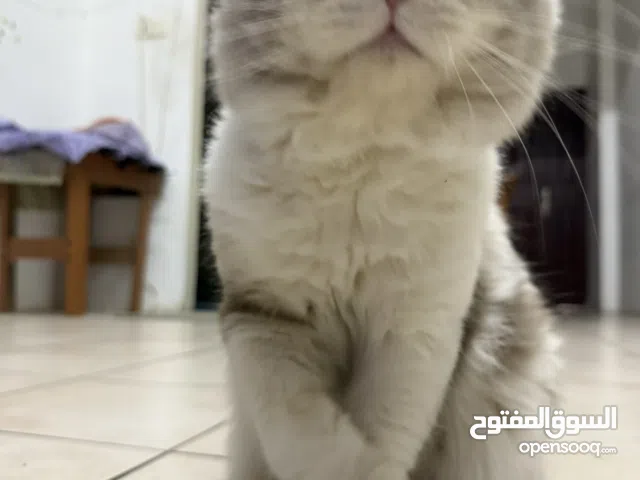 Rag-doll cat for adoption