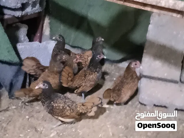 7 دجاجات انيق نحاسي