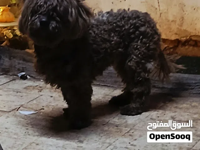 ذكر بودل لون مميز