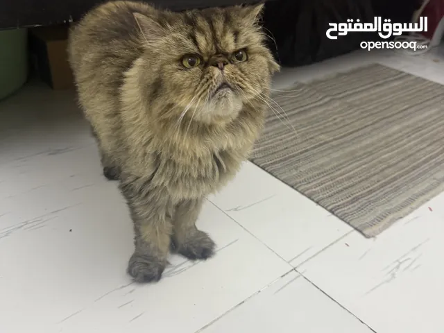 Punch face Persian cat for free adoption