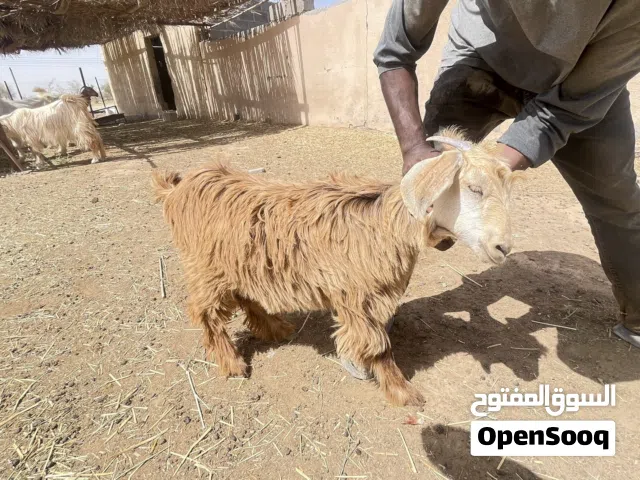 شاه للبيع معاها سخال