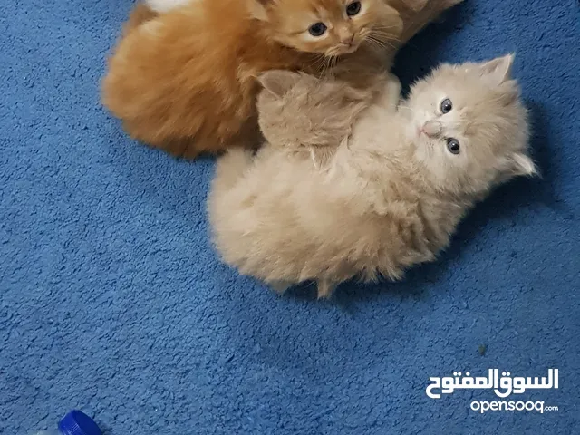 pure persian  cats