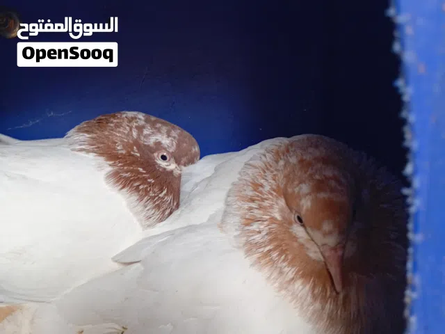 حمام قلاب نار