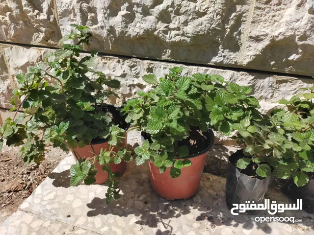 نبات البخورة أو الحبق المغربي أو اللوبانة العطري سلالة مميزة أوراق مخملية لامعة خضراء بالكامل دائمة
