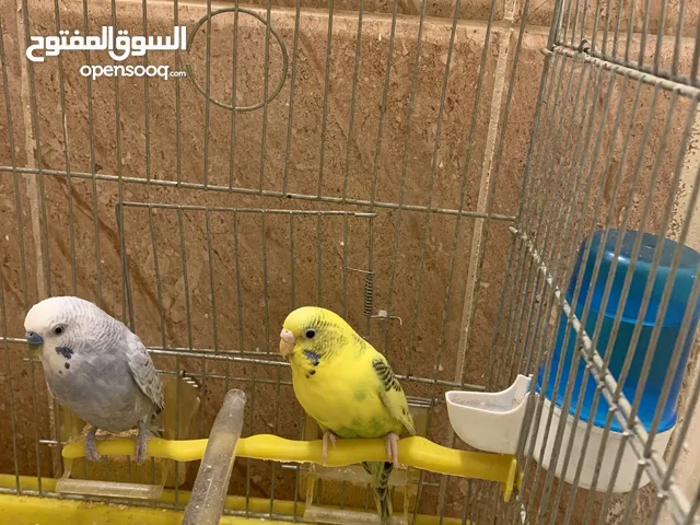 جوز عصافير حب مع قفص كبير