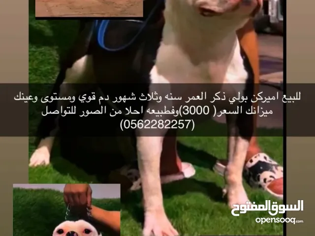 مطلوب ذكر أمريكن بولي مطلوب انثتين أمريكن بولي مطلوب الاباي أنثى حساسه