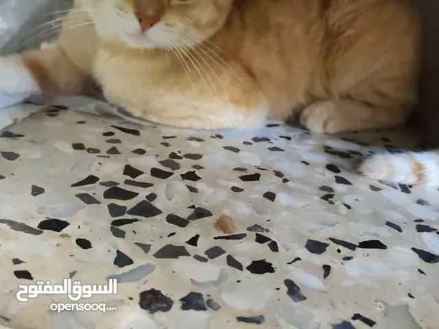 قطتين سكوتش   عمر 4 سنين ذكر وقط شيرازي  انثى  عمر 3 شهور للبيع