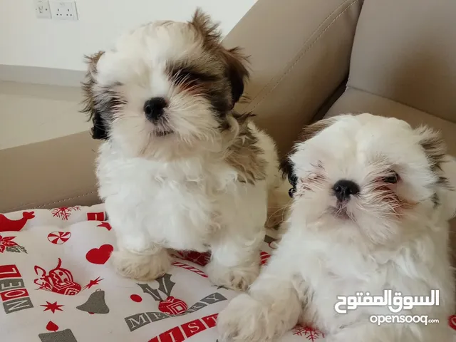 DOGS FOR SALE (SHITZU)