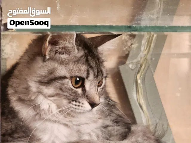 قطط (ذكر + أنثى)