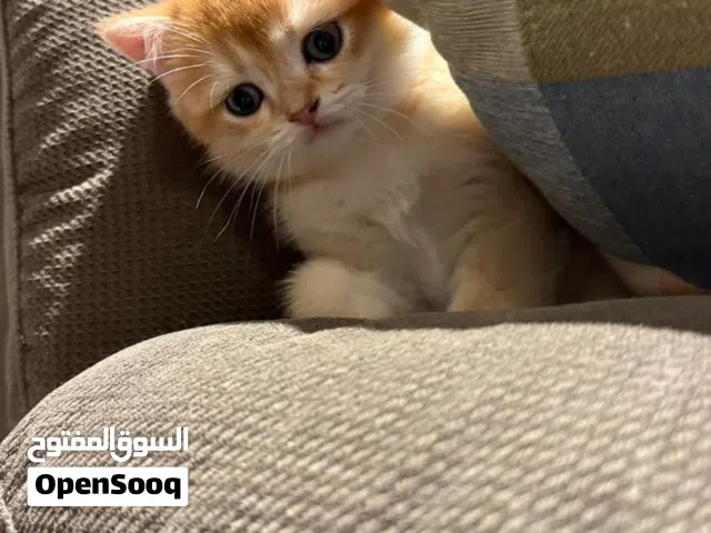 British shorthair kitten