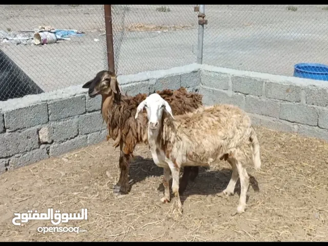 للبيع جاعدتين