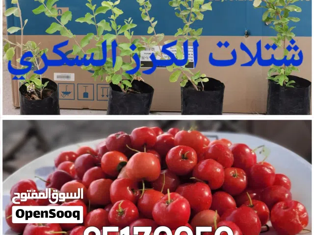 بيع جميع الشتلات والنادرة (كاكاو/كرز/بشملة/كازو/سدر مقضماني/بوت باكستان ، والبرقوق) والنوادر كثيرة .