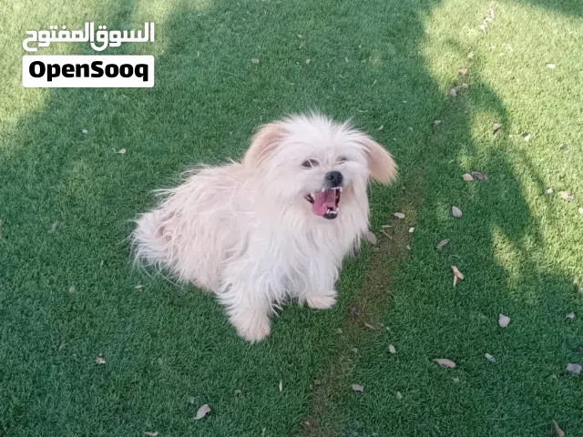 كلب مالتيز فرنسي