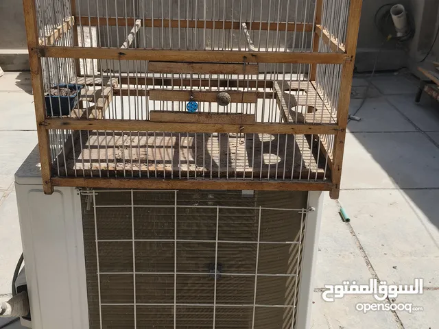 أقفاص بلابل