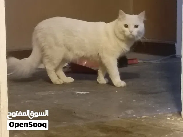 للبيع ذكر شيرازي